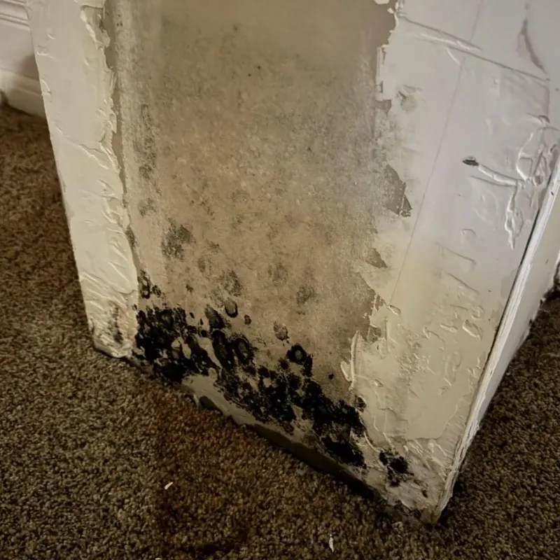 Professional Mold Removal in Hoxie, AR